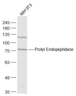 Prolyl Endopeptidase Rabbit pA
