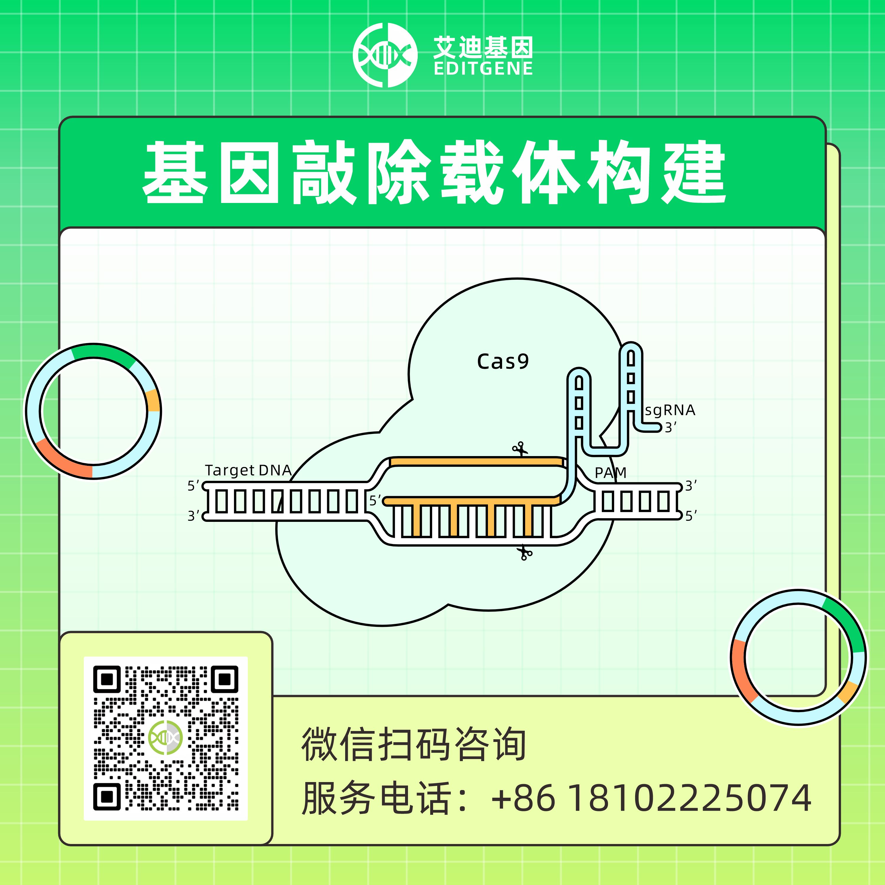 CRISPR基因敲除载体构建服务(敲除慢病毒载体/敲除腺病毒载体/敲除腺相关病毒载体/敲除瞬转载体)