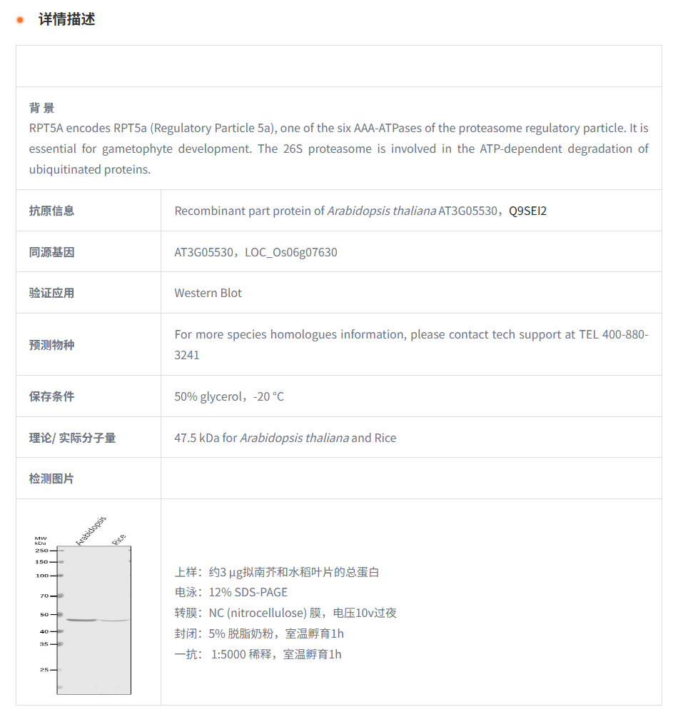 【植物抗体】Anti-RPT5A/ 26S proteaso