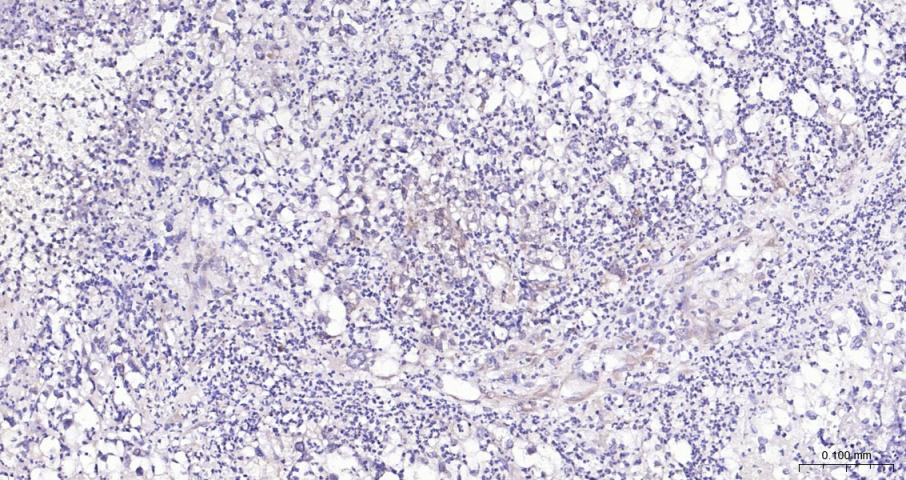 PI3 Kinase p110 beta Rabbit pA