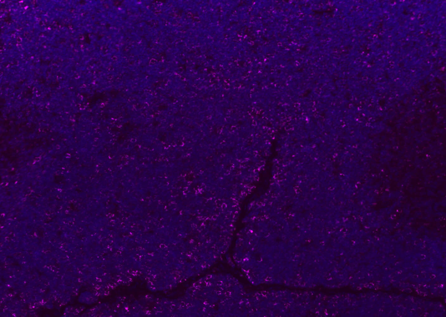 CD8B Rabbit pAb(bs-4914R)-50ul