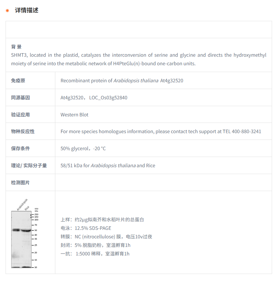【植物抗体】Anti-SHMT3/Serine hydrox