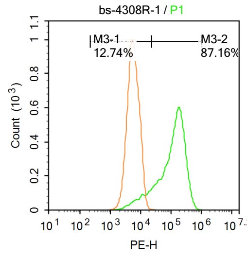 phospho-IRE1a (Ser 726) Rabbit