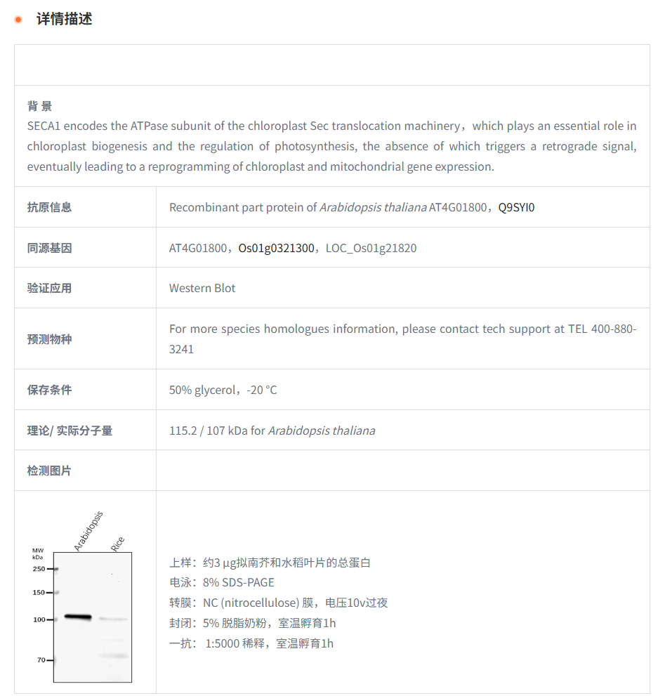 【植物抗体】Anti-SECA1/ Protein tran