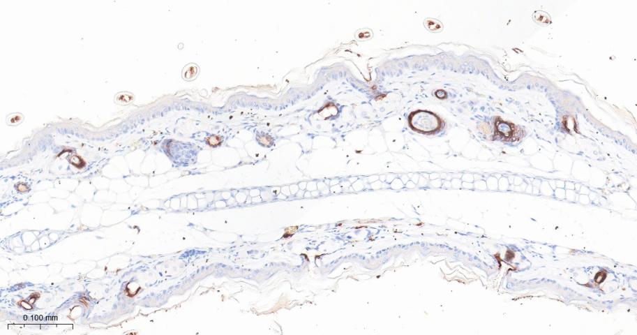 Cytokeratin 17 Recombinant Rab
