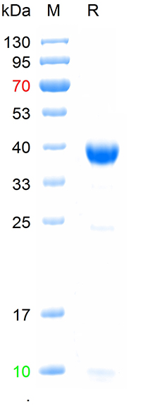 Recombinant human Caspase-3 pr