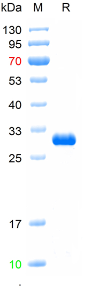 Recombinant EYFP protein, His(
