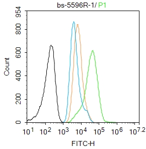 phospho-P53 (Thr55) Rabbit pAb