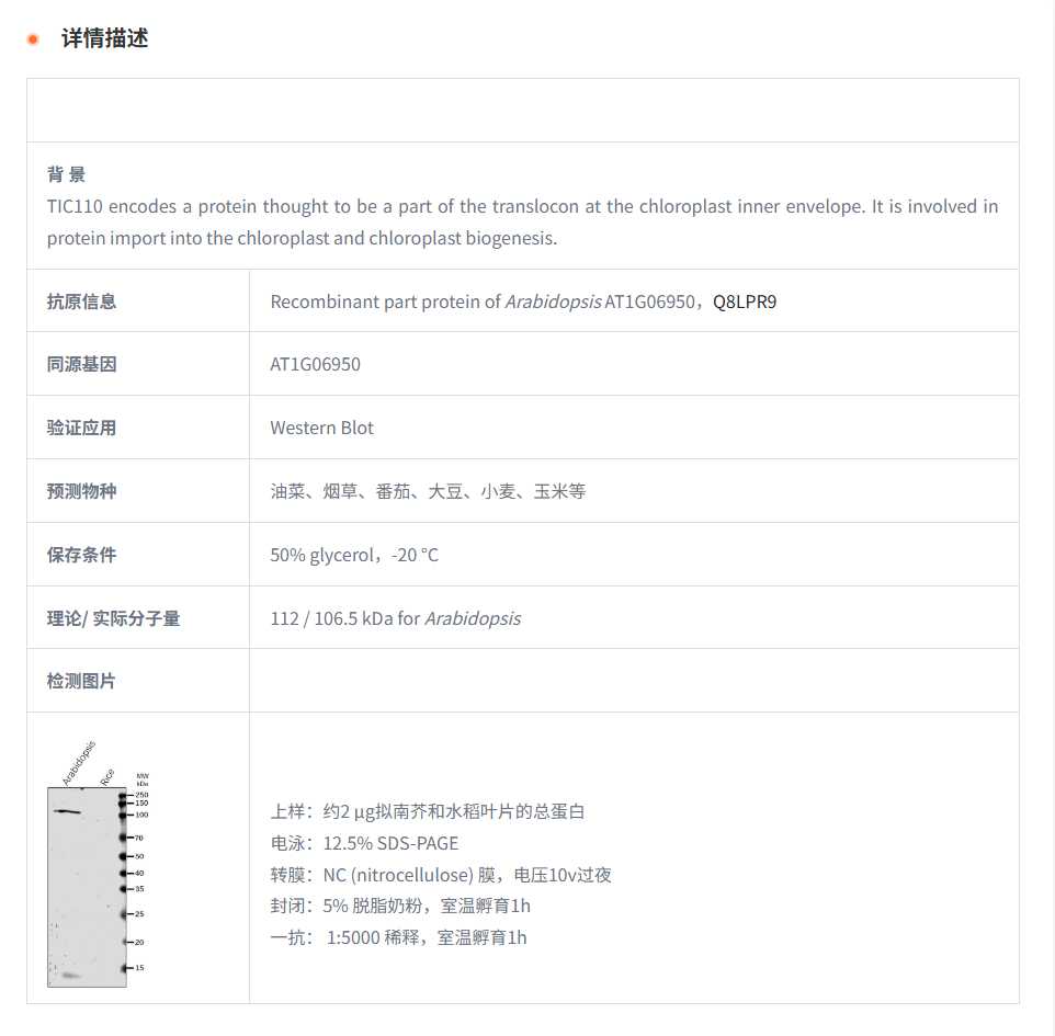 【植物抗体】Anti-TIC110 Protein Rabb