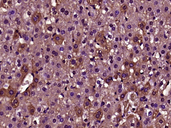 DENND1A Rabbit pAb(bs-14269R)-