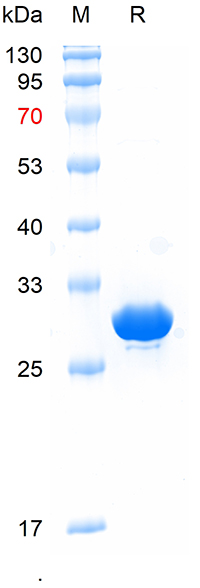 Recombinant ECFP protein, His(