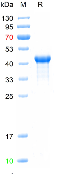 Recombinded human Cyclin D1 pr