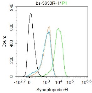 Synaptopodin Rabbit pAb(bs-363