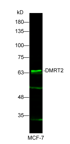DMRT2 Rabbit pAb(bs-14347R)-50