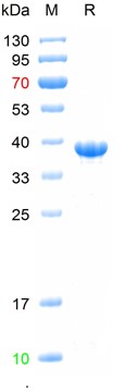 Recombinant human THRB protein