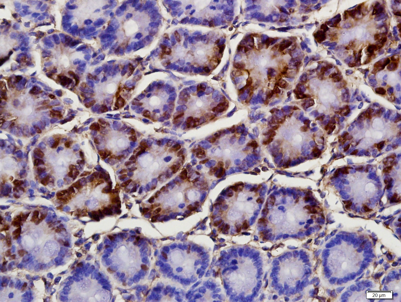 Pantophysin Rabbit pAb(bs-7411