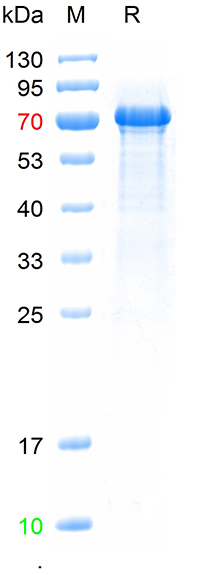 Recombinant human TLR2 protein