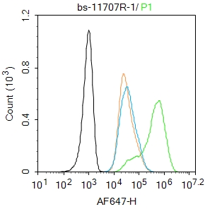 phospho-ATM (Tyr170) Rabbit pA