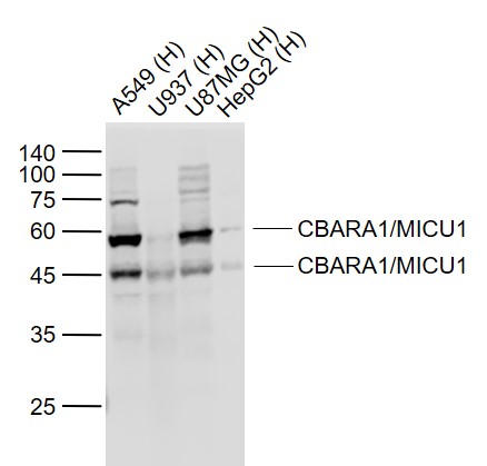 CBARA1/MICU1 Mouse mAb(bsm-331