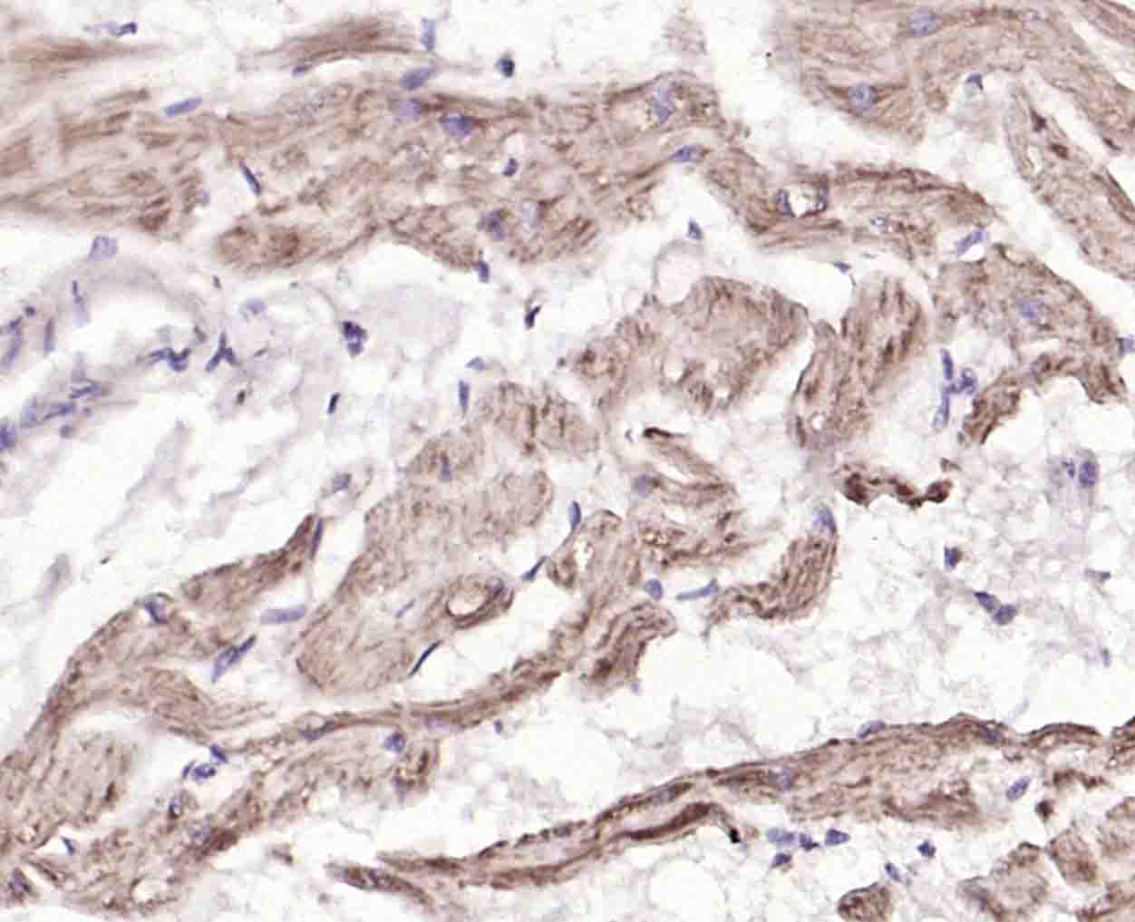 phospho-PLB (Ser16) Rabbit pAb
