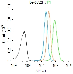 HSD17B6 Rabbit pAb(bs-6592R)-5