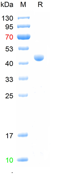 Recombinant human Pepsin A-4 /