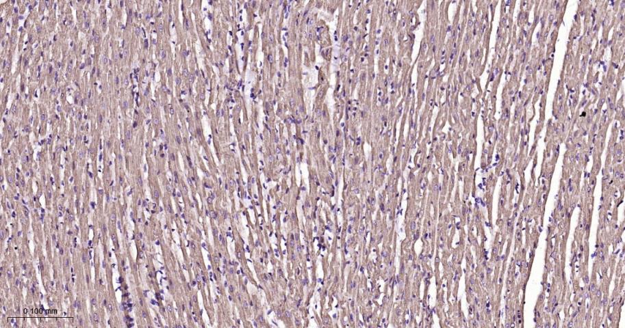 VDAC1 Recombinant Rabbit mAb, 