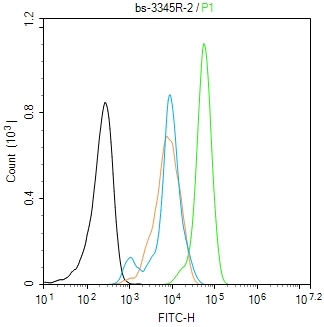 phospho-PLK1 (Ser137) Rabbit p