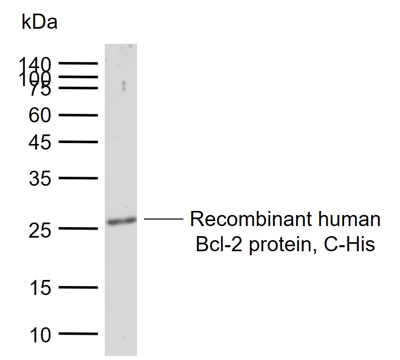 Bcl-2 Rabbit pAb(bs-20351R)-50
