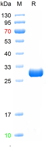 Recombinant human TPOR protein