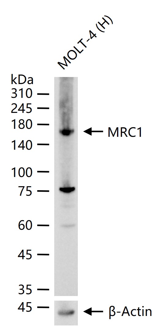 MRC1 Recombinant Rabbit mAb(bs