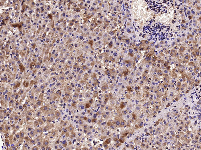 CD200R Rabbit pAb(bs-7351R)-50