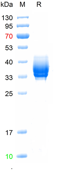 Recombinant dog gastrin-releas