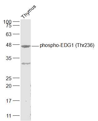 phospho-EDG1 (Thr236) Rabbit p