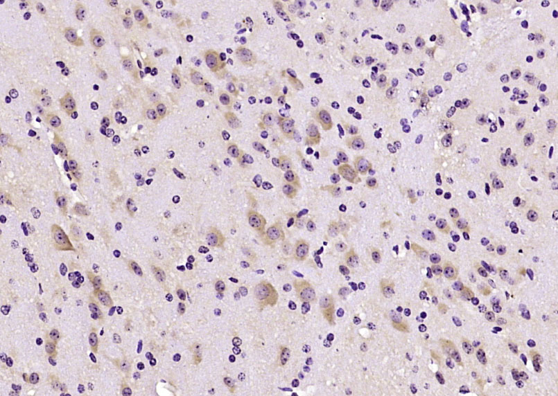 EB2 Rabbit pAb(bs-7837R)-50ul/