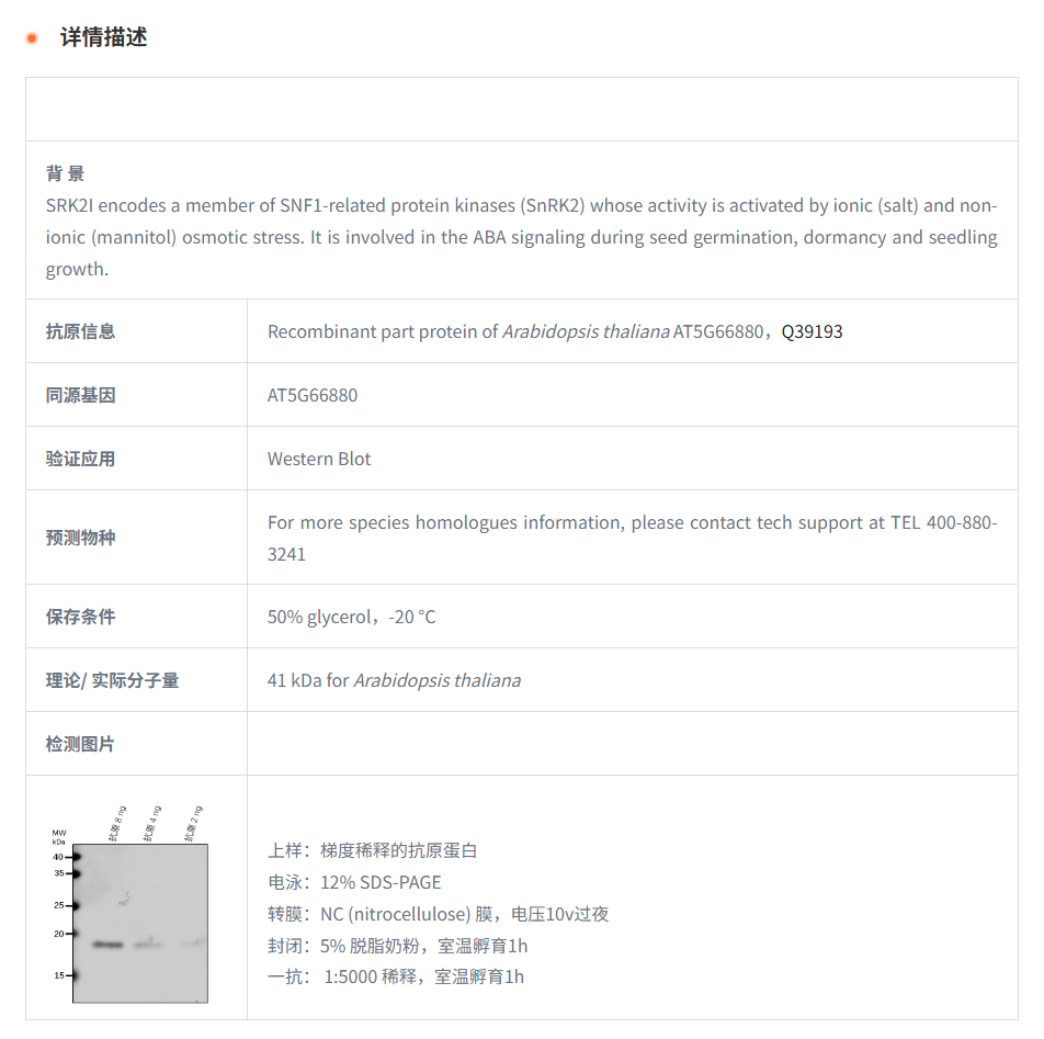【植物抗体】Anti-SRK2I/ Serine/threo