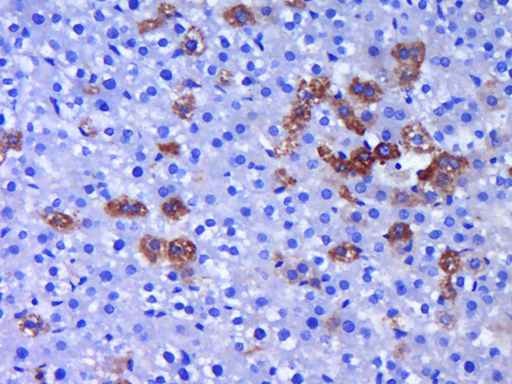 FISH Rabbit pAb(bs-11645R)-50u