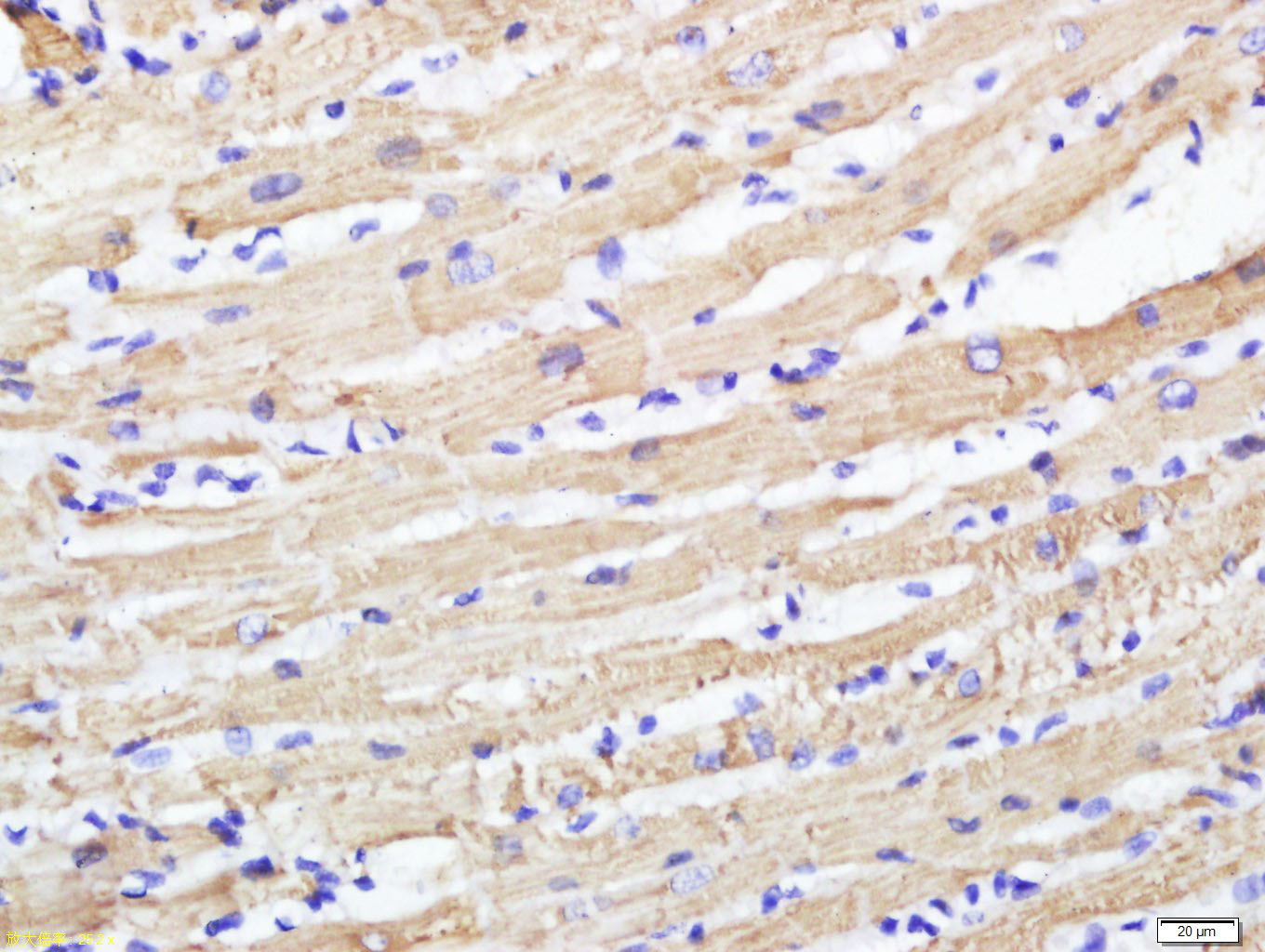 COQ8A Rabbit pAb(bs-8071R)-50u