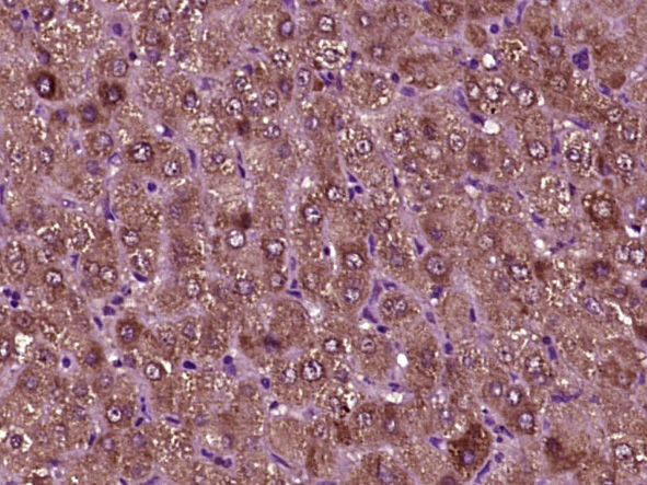 DARS Rabbit pAb(bs-14197R)-50u