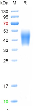 Recombinant human IL-4R-Alpha