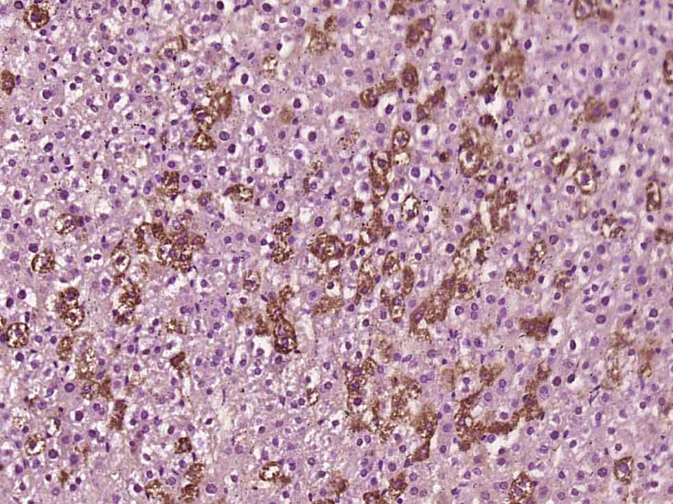 NAGA Rabbit pAb(bs-19001R)-50u