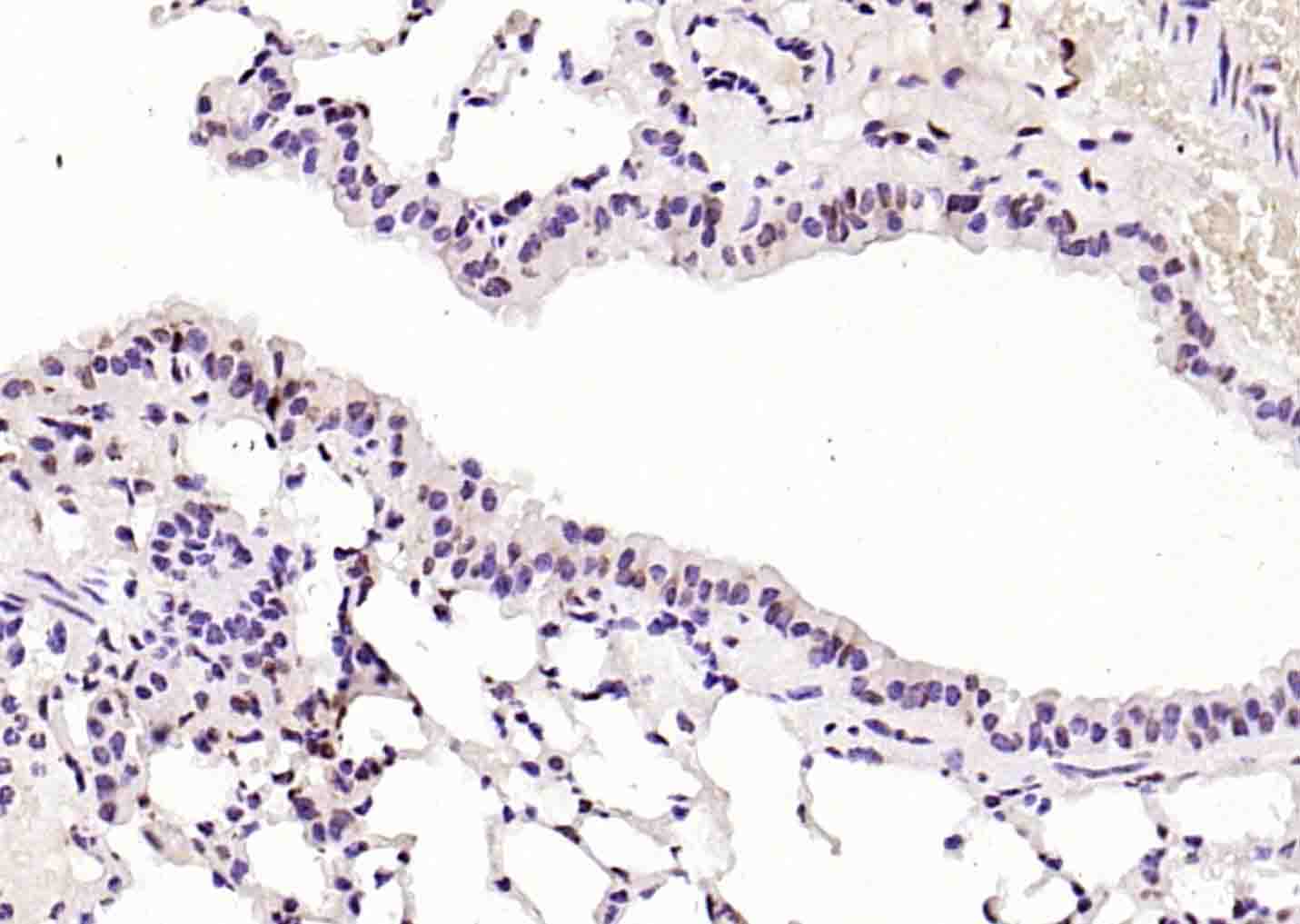 RNA polymerase II Rabbit pAb(b