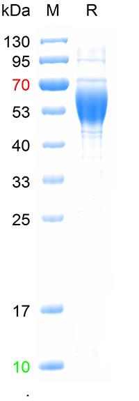 Recombinant human PAF Acetylhy