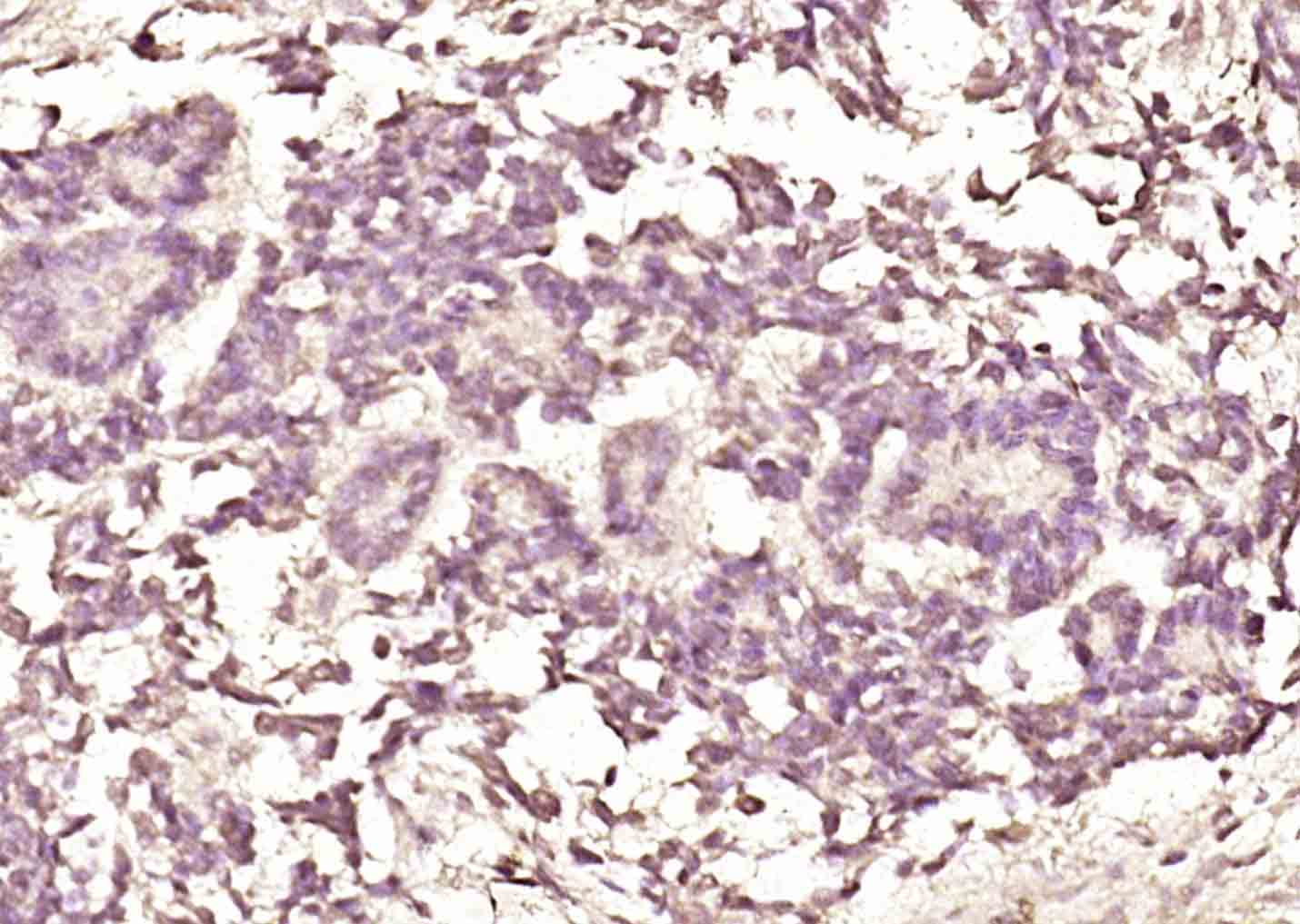 NUDC Rabbit pAb(bs-7841R)-50ul