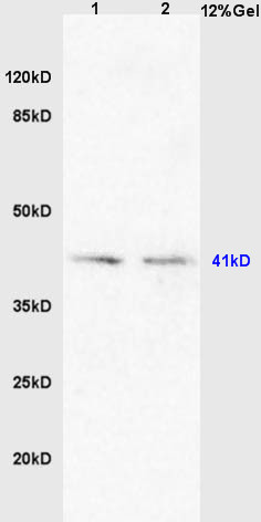 Dopamine D4 receptor Rabbit pA