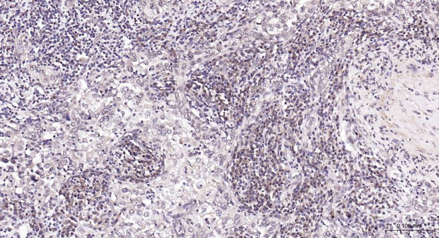 PI3 Kinase p110 beta Rabbit pA