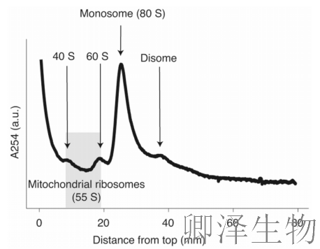 超越转录组，您的翻译组学研究最佳合作伙伴， 让核糖体的“工作实况”一目了然