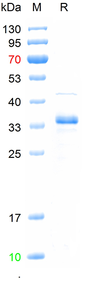Recombinant mouse neurogenin 3