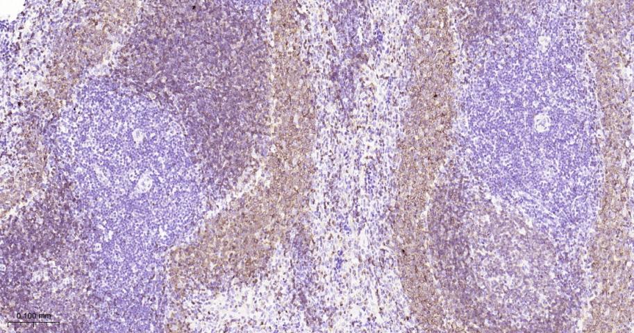 CD79a Mouse mAb(bsm-33449M)-50