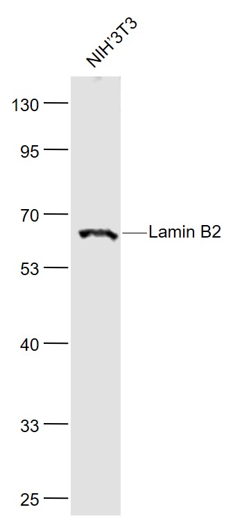 Lamin B2 Rabbit pAb(bs-11132R)